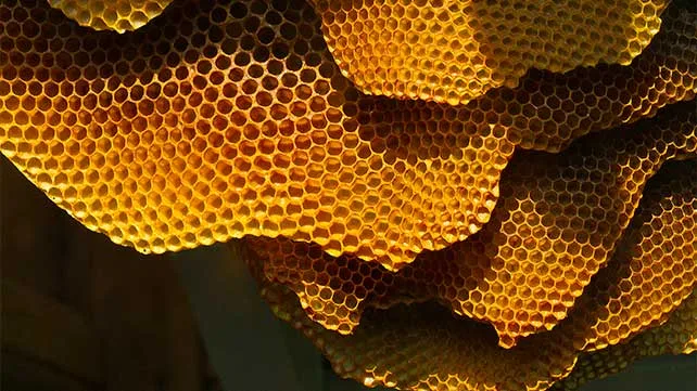 fobia a los agujeros